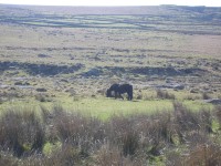 DARTMOOR