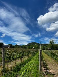Geltschberg Wines