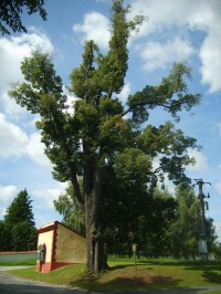 chráněný strom