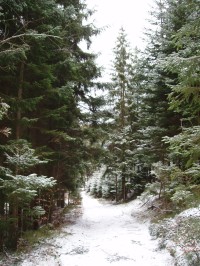Cesta lesem do Čenkovic