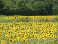 Cyklistika a slunečnice