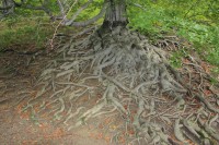 Kořeny buku lesního