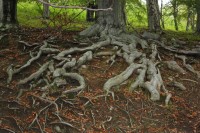 Kořeny buku lesního