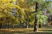 Zámecký anglický park