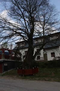 Chráněný strom před hotelem Sněženka v Hynčicích pod Sušinou