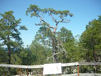 Nejstarší borovice ve Švédsku