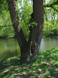 rybníček v parku