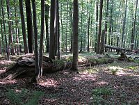 Prales přírodní rezervace Čerňava