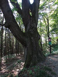 předhradí - Valdštejnův dub
