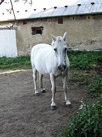 setkání s bílým ořem