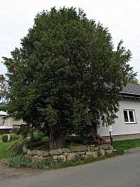 Koláčkův tis v Zubří