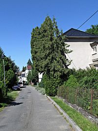 kratší západní větev