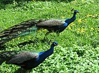 setkání s pávy v říji