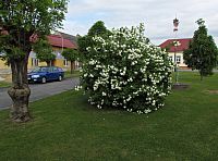 zahnašovická náves