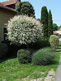 místní předzahrádky