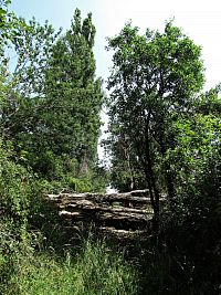 anabáze k hoštickým alejím