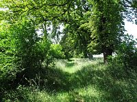 Hoštické jírovcové aleje