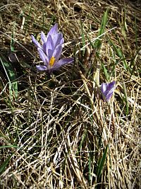 chráněný šafrán bělokvětý