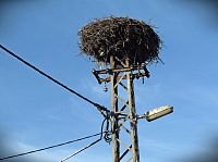 Šumice - čapí hnízdo