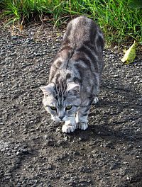 setkání s kočičákem