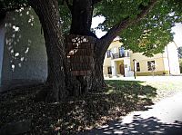 Malhotice - "Robotní" lípa