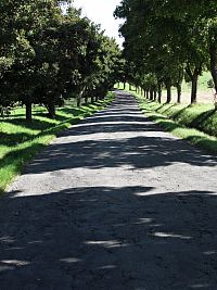 silnička s alejí do Rouského