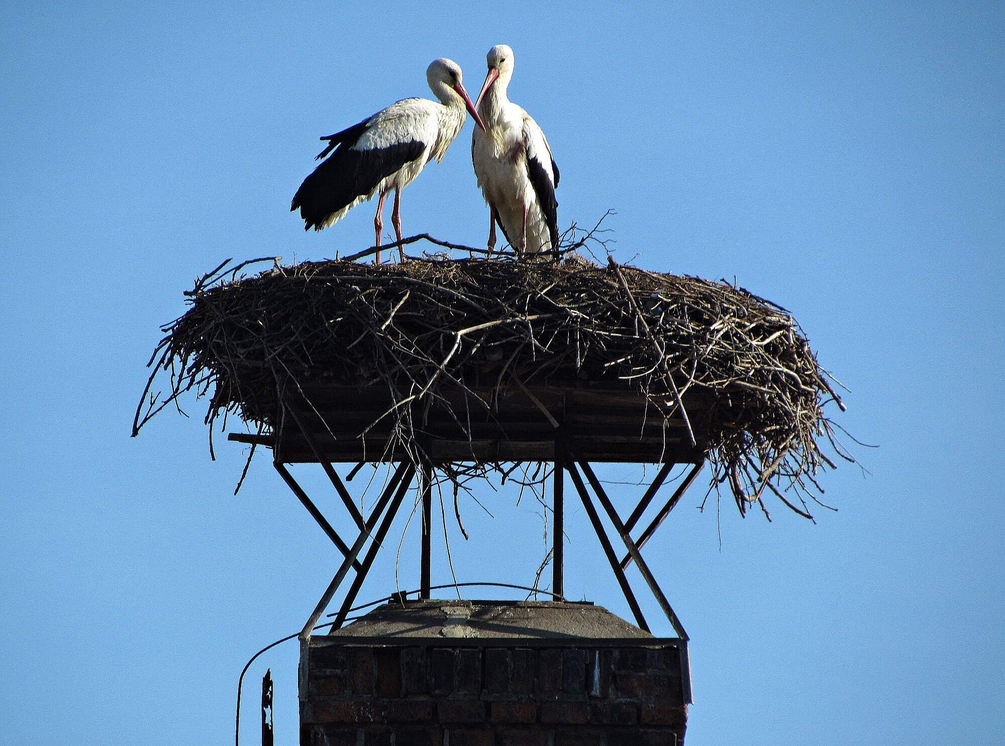Čapí hnízdo v Němčicích nad Hanou