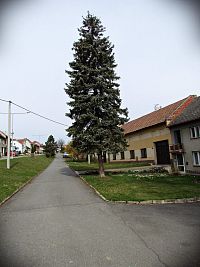 medlovská náves