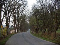 Stupavská kaštanová alej