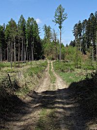 lesní cesta k vrcholu
