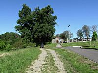 památná lípa