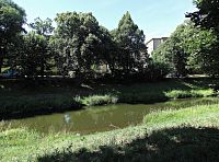 Dřevka