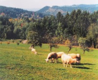 Pulčínská pastorále