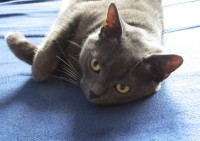 náš domácí mazlík - Cherry ( kočka britská modrá )