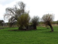 vrby hlavaté na pastvinách za vsí