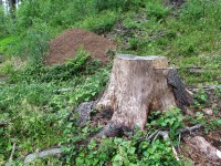 v okolí Krajčice jsou velká lesní mraveniště