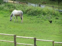 koně na okraji obce Lukov ... s "černou ochrankou"