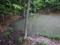 rybníček pod lesem