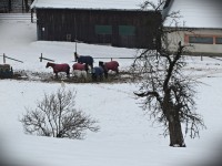 ranč, koně a bílý hlídač