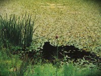 Lesní rybníček u samoty Ezechýle na Valašskosenicku