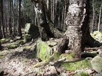 skalky u lesní cesty