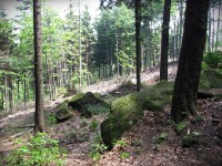 vizitka Lesů ČR