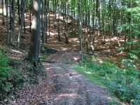 suchá lesní cesta nad potokem Salaškou