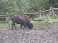 Prášilský bizon