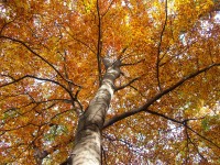 Podzimní krása parku Cibulka
