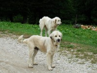 cesta na katun Vranjak