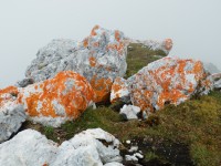Oranžový mech na kamenech