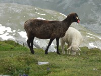 Ovce na vrcholu Eiskogelu