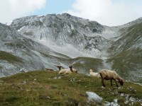 Ovce, vzadu Schartwand 