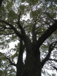 Pohled do koruny stromu